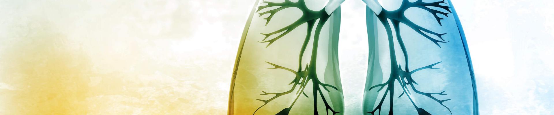 pulmones